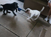 French bulldog x Show cocker spaniel pups