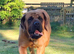English Mastiff