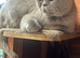 Bsh x ragdoll
