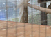 Ringneck parakeets
