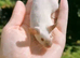 Big lot of mice