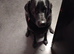 Adult Labrador