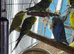 Budgies Glasgow
