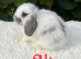 Pure bred mini lops