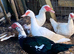 Muscovy