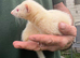 Albino Jill ferret for sale