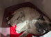 Ragdoll Kittens lilac boy Bi colour girls blue point
