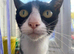 Shy house cat needs home