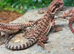 100% Baby Red Monster Bearded Dragons