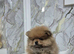 Pomeranian 3 boy
