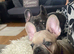 Beautiful French bulldog female