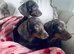 Darling Dachshunds