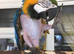 All parrots and birds welcome