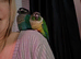 2 years old green cheek conure