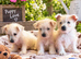 West highland terrier