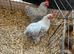 Pekin bantams