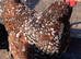 Speckled Sussex fertile hatching eggs