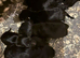 KC Reg Cocker Spaniel Pups