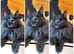 GCCF REGISTERED MAINE COON KITTEN