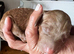 Stunning Irish Doodle Puppies