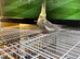 2 cockatiels and cage
