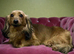 Mini Long hair Dachshund puppies