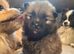 3 gorgeous pomeranian pups