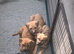 Presa canrio X american Staffordshire Terrier