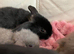 Baby mini lops