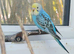 Young cock budgies