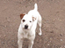 2 jack russell dog pups