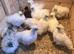 Silkie hatching eggs (mixed colours)