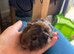 1boy and 2girls Guiana pigs
