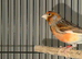 Aviary Birds Wanted