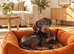 Doberman puppies READY NOW 8 Weeks old