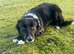 Border Collie Puppies – Ready for Their New Homes