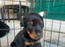 ABSOLUTELY STUNNING DOBERMAN PUPPIES FOR SALE