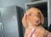 Boy mini dachshund