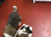 Roughcoat St. Bernard pups for sale to approved homes.