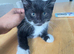 Mixed breed kittens