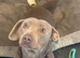 2 year old dachshund x staffy boy