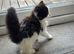 Three beautiful female kittens looking for loving forever homes.