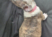 Beautiful English Bull Terriers