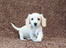 Rare Cream Mini Longcoat Dachshund Puppies