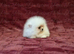 Ultra Teddy Bear Pomeranian Puppies
