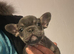 7 French Bulldog Puppies ️