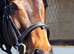 16.1 hh 7year old gelding for part loan