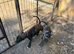 Lurcher Puppies