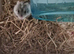 A russian dwarf hamster