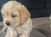 Cavachon puppies